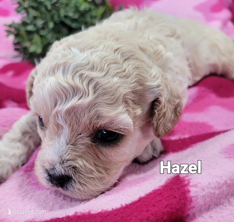 Hazel  – Cavapoo puppy for sale in Odon, IN