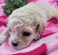 Hazel , a female Cavapoo for sale in Odon, IN – 1 of 6
