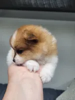 Muffin (on hold  ), a female Pomeranian for sale in Odon, IN – 2 of 5