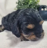 Muffin , a male Cavapoo for sale in Odon, IN – 3 of 6