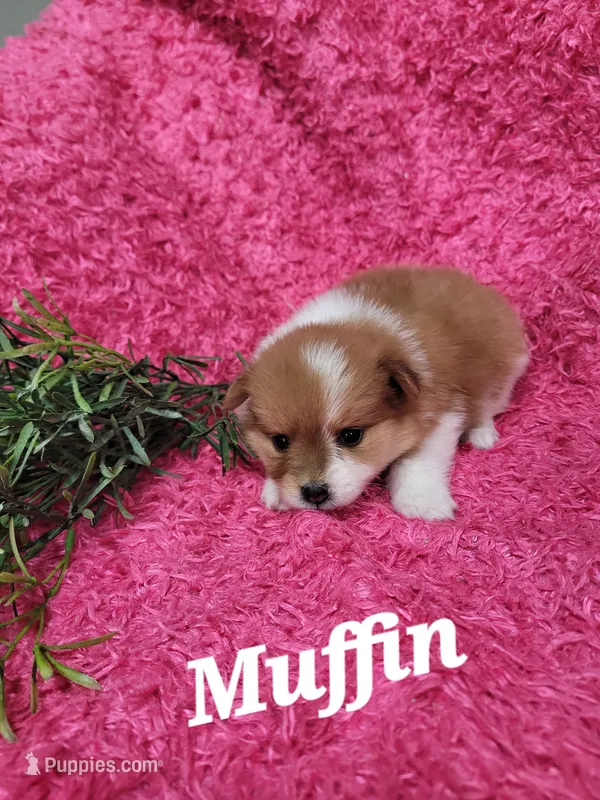 Muffin  – Pomeranian puppy for sale in Odon, IN