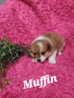 Muffin , a female Pomeranian for sale in Odon, IN – 1 of 3