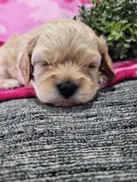 Honey, a female Cavapoo for sale in Odon, IN – 5 of 6