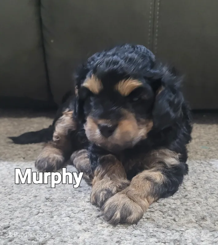 Murphy  – Cavapoo puppy for sale in Odon, IN