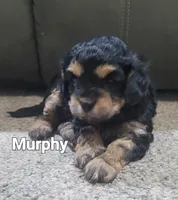 Murphy (on hold), a male Cavapoo for sale in Odon, IN – 1 of 8