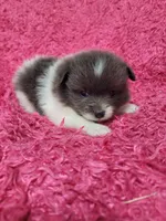 Cookie , a female Pomeranian for sale in Odon, IN – 3 of 4