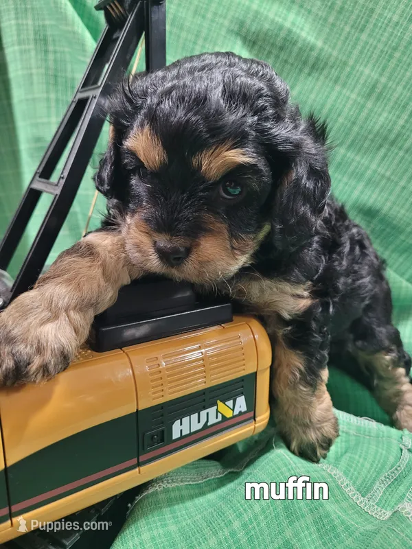Muffin  – Cavapoo puppy for sale in Odon, IN