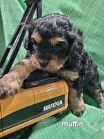 Muffin (Pending), a male Cavapoo for sale in Odon, IN – 1 of 8