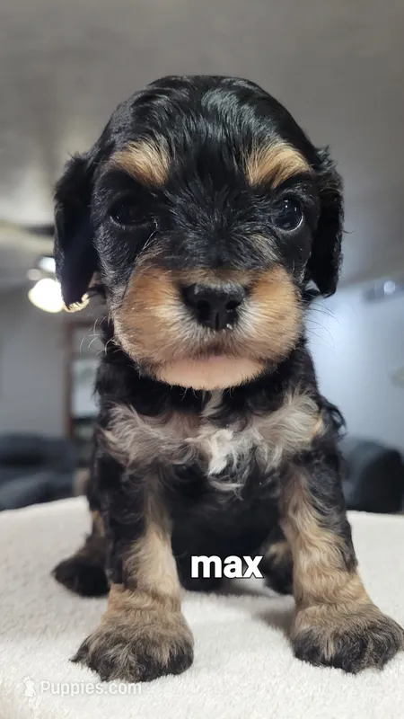 Max – Cavapoo puppy for sale in Odon, IN
