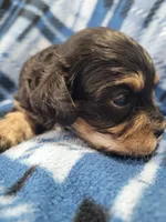 Max, a male Cavapoo for sale in Odon, IN – 3 of 6