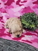 Honey, a female Cavapoo for sale in Odon, IN – 6 of 6