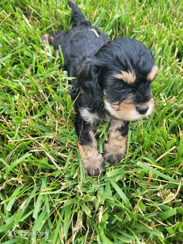 Max (on hold) – Cavapoo puppy for sale in Odon, IN