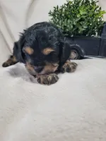 Muffin , a male Cavapoo for sale in Odon, IN – 6 of 6