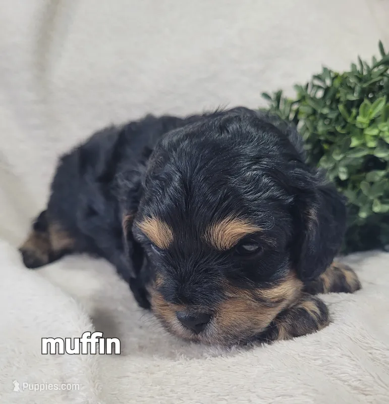 Muffin  – Cavapoo puppy for sale in Odon, IN