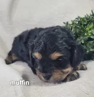 Muffin , a male Cavapoo for sale in Odon, IN – 1 of 6