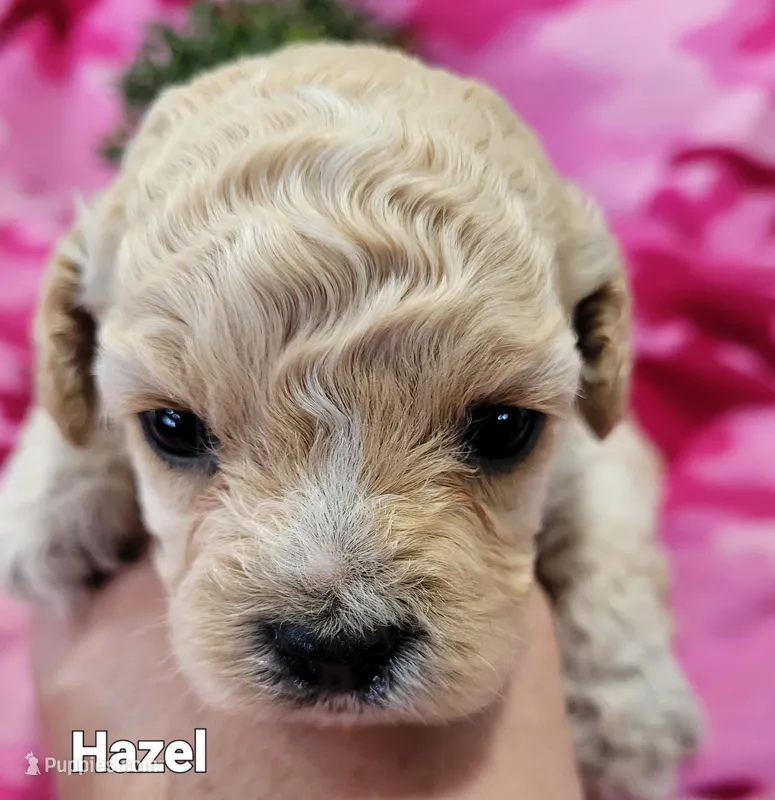 Hazel  – Cavapoo puppy for sale in Odon, IN