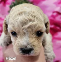 Hazel , a female Cavapoo for sale in Odon, IN – 2 of 6
