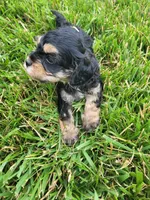 Max (on hold), a male Cavapoo for sale in Odon, IN – 2 of 5