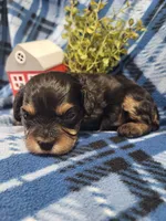 Max, a male Cavapoo for sale in Odon, IN – 6 of 6