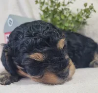 Murphy , a male Cavapoo for sale in Odon, IN – 2 of 6