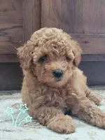 Akc Leo, a male Poodle - Toy  for sale in Odon, IN – 5 of 6