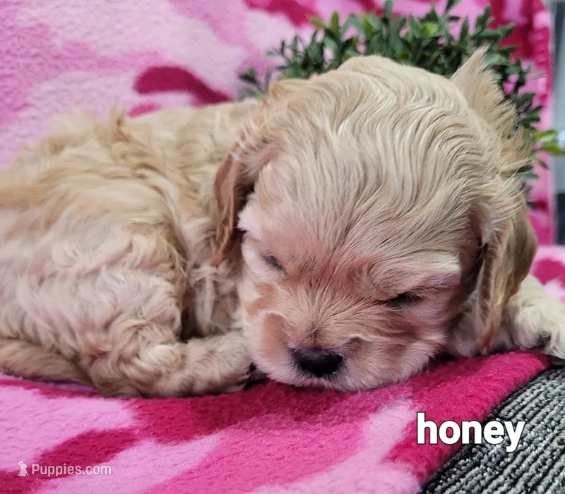 Honey – Cavapoo puppy for sale in Odon, IN