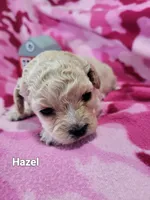 Hazel , a female Cavapoo for sale in Odon, IN – 6 of 6