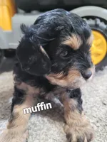 Muffin (Pending), a male Cavapoo for sale in Odon, IN – 2 of 8