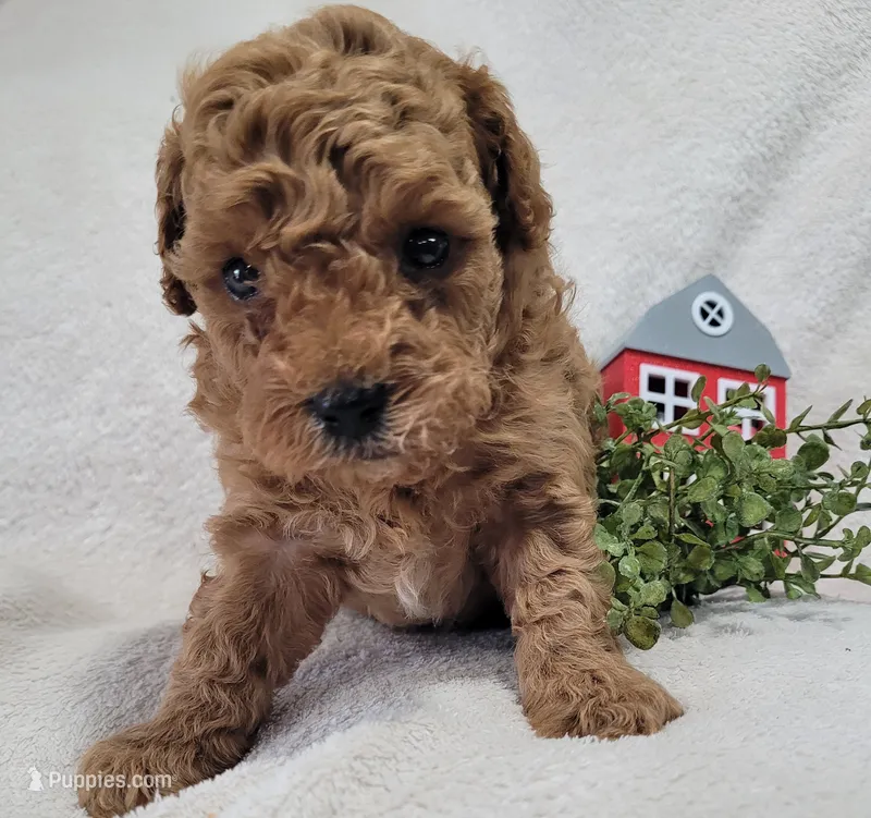 AKC. Diesel – Poodle - Toy  puppy for sale in Odon, IN