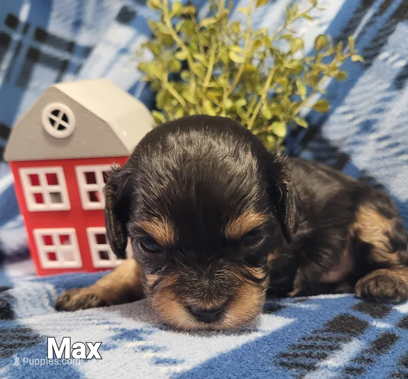 Max – Cavapoo puppy for sale in Odon, IN