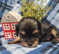 Max, a male Cavapoo for sale in Odon, IN – 1 of 6
