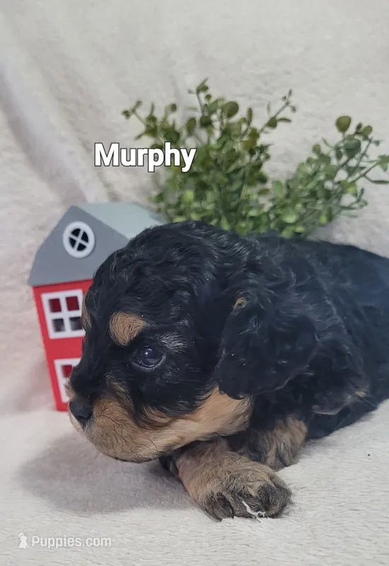 Murphy  – Cavapoo puppy for sale in Odon, IN