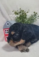Murphy , a male Cavapoo for sale in Odon, IN – 1 of 6