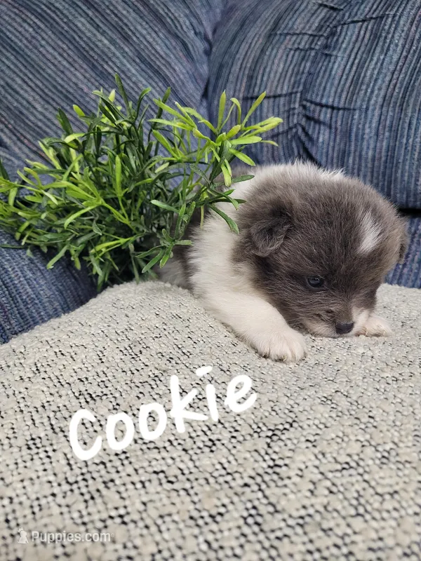 Cookie  – Pomeranian puppy for sale in Odon, IN