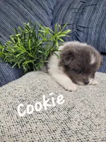 Cookie , a female Pomeranian for sale in Odon, IN – 1 of 4