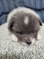 Cookie , a female Pomeranian for sale in Odon, IN – 2 of 4