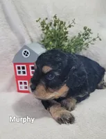 Murphy , a male Cavapoo for sale in Odon, IN – 3 of 6