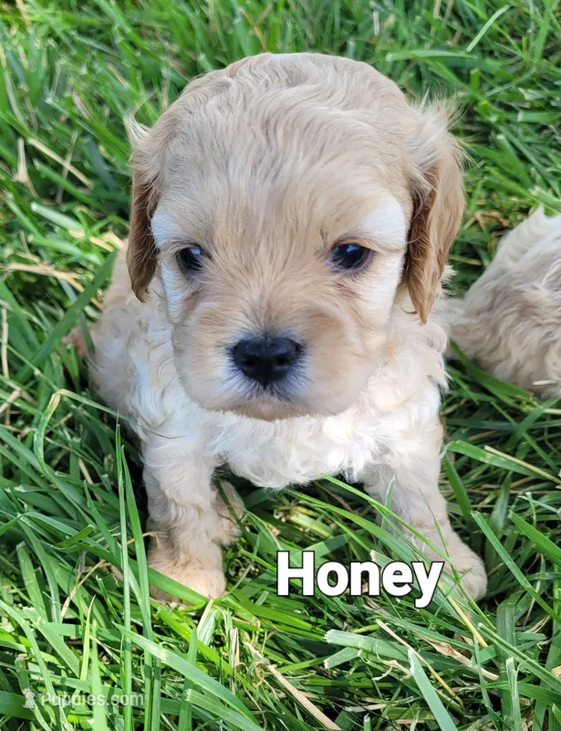 Honey    – Cavapoo puppy for sale in Odon, IN