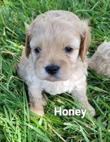 Honey   , a female Cavapoo for sale in Odon, IN – 1 of 7
