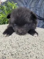 Mittens , a female Pomeranian for sale in Odon, IN – 3 of 3