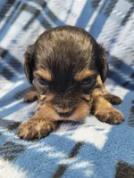 Max, a male Cavapoo for sale in Odon, IN – 5 of 6