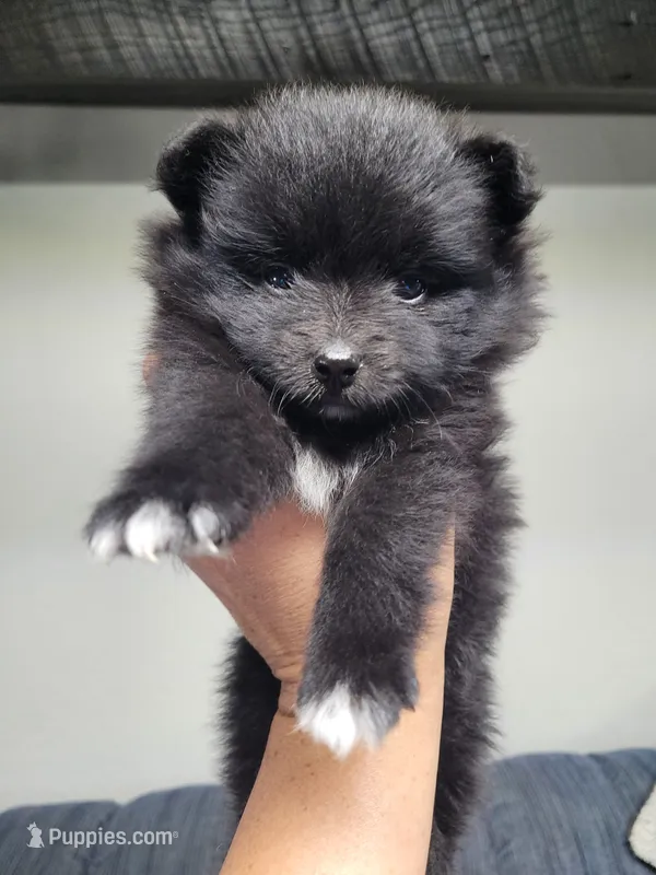 Mittens (on hold) – Pomeranian puppy for sale in Odon, IN