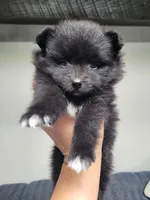 Mittens (on hold), a female Pomeranian for sale in Odon, IN – 1 of 5