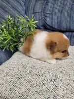 Muffin , a female Pomeranian for sale in Odon, IN – 2 of 3