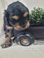 Muffin , a male Cavapoo for sale in Odon, IN – 2 of 6