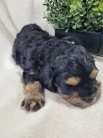 Muffin , a male Cavapoo for sale in Odon, IN – 5 of 6