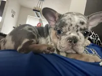 John snow , a male French Bulldog for sale in San Antonio, TX – Photo 6 of 8