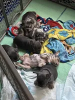 John snow , a male French Bulldog for sale in San Antonio, TX – Photo 5 of 8