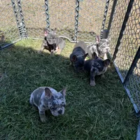 John snow , a male French Bulldog for sale in San Antonio, TX – Photo 3 of 8