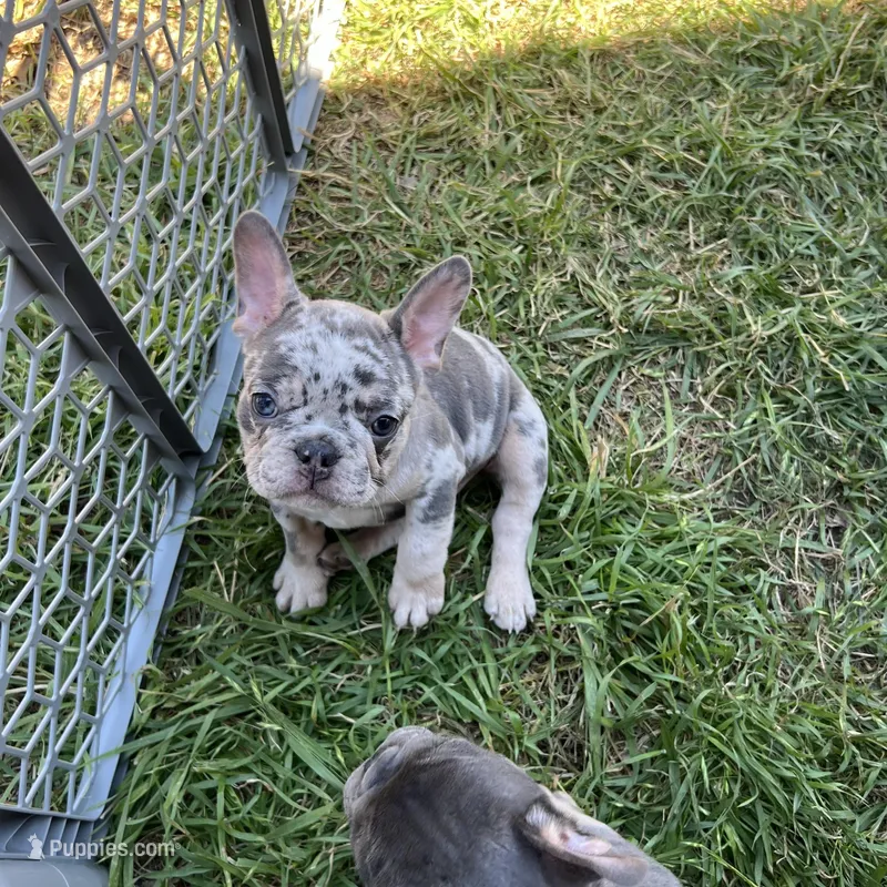 John snow  – French Bulldog puppy for sale in San Antonio, TX